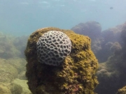 Unesco reconhece projeto brasileiro que busca preservar corais em PE