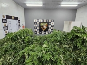 Homem &eacute; preso em Camaragibe com maconha suficiente para mais de 100 anos de uso medicinal 