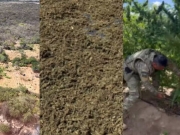 Megaplanta&ccedil;&atilde;o de Maconha Descoberta na Divisa PE-PI: Cinco Toneladas Apreendidas em Dormentes