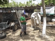 Pernambuco &eacute; declarado livre da febre aftosa sem vacina&ccedil;&atilde;o e amplia oportunidades no mercado internacional