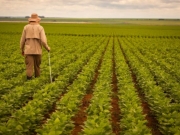 Por meio do Plano Safra, o Banco do Brasil anunciou a libera&ccedil;&atilde;o de R$ 230 bilh&otilde;es