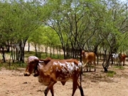 Adagro confirma foco de raiva em herbívoros em Vitória de Santo Antão