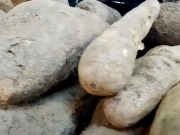 Bonito enfrenta queda na produção de inhame devido à falta de chuvas