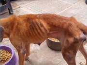Homem é preso por maus-tratos e abandono de animais em abrigo desativado em Paulista