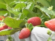 Turismo rural em Bezerros: produção de morangos atrai visitantes com sistema “Colha e Pague”