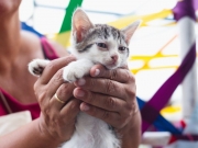 Feira de adoção e vacinação gratuita de cães e gatos movimenta o Cais do Sertão