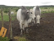 Silagem garante alimento para o gado durante estiagem e impulsiona produção no Agreste