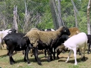 Diferenças entre cabras e ovelhas: comportamento, alimentação e curiosidades