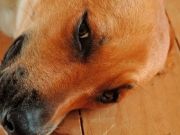 Veterin&aacute;rio &eacute; preso em Macei&oacute; ap&oacute;s den&uacute;ncias de maus-tratos e mortes de animais