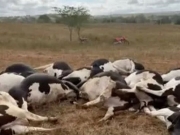 Pol&iacute;cia investiga morte de 27 vacas possivelmente eletrocutadas em fazenda de Batalha