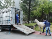 Em opera&ccedil;&atilde;o contra maus-tratos, 13 animais foram resgatados no Recife