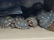 PRF apreende 885 pássaros silvestres e 18 jabutis transportados ilegalmente em carro popular no Agreste de Pernambuco