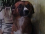 Cachorro morre ap&oacute;s ser atropelado por motociclista que empinava moto no Alto Santa Isabel  Subt&iacute;tulo: