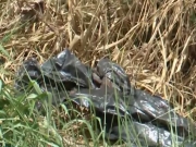 Corpo de homem &eacute; encontrado em decomposi&ccedil;&atilde;o pr&oacute;ximo &agrave; Arena de Pernambuco