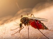 Dengue mata mais duas pessoas em Pernambuco e n&uacute;mero de &oacute;bitos chega a nove em 2025