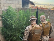 Planta&ccedil;&atilde;o de maconha &eacute; encontrada no quintal de oficina mec&acirc;nica no Sert&atilde;o de Alagoas