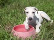 Sa&uacute;de orienta tutores sobre cuidados com os pets durante o ver&atilde;o