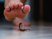 Sesau refor&ccedil;a orienta&ccedil;&otilde;es para prevenir acidentes com escorpi&otilde;es durante o ver&atilde;o