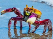 Caranguejo-u&ccedil;&aacute;: IMA/AL alerta sobre o per&iacute;odo de defeso em Alagoas