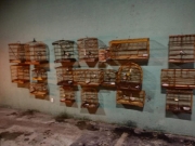 Pol&iacute;cia Ambiental resgata 27 aves silvestres mantidas em cativeiro ilegal em quatro munic&iacute;pios