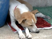 Cachorro comunit&aacute;rio &eacute; encontrado gravemente ferido ap&oacute;s desaparecer por oito dias no Curado 4