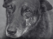 Pol&iacute;cia apreende celulares de adolescentes investigados por morte de cachorro em SC