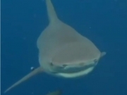 CEMIT confirma que tubar&atilde;o que atacou e matou adolescente &eacute; da esp&eacute;cie cabe&ccedil;a-chata