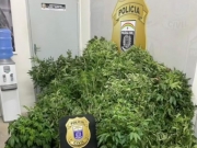 Advogado &eacute; preso suspeito de manter laborat&oacute;rio de cultivo de maconha em Jaboat&atilde;o