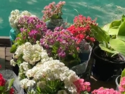 A Feira Flores de Holambra transforma o Parque da Jaqueira em vitrine de verde e bem-estar