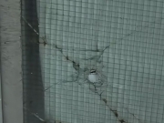 Dupla tenta roubar arma de vigilante e atira dentro da UFRPE