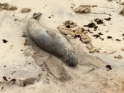 Laudo aponta traumatismo por a&ccedil;&atilde;o humana em elefante-marinho morto no Litoral Sul