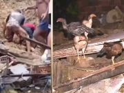 Após temporais, moradores de 11 cidades de PE podem acessar 'saque calamidade' do FGTS