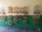 Opera&ccedil;&atilde;o Onda Verde resgata 36 aves silvestres em Atalaia e Palmeira dos &Iacute;ndios