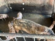Fiscaliza&ccedil;&atilde;o desativa pocilga clandestina e apreende porcos no Mercado da Produ&ccedil;&atilde;o