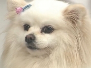 COMO ELIMINAR CARRAPATOS? Médica veterinária explica o que realmente funciona