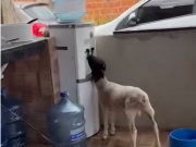 Cabrito 'Bibito' aprende sozinho a usar bebedouro em Petrolina. Assista!