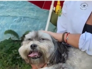 Especialistas explicam como melhorar o bem-estar dos cães com estímulos adequados