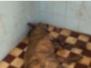 Mulher é presa após 41 animais serem encontrados em abrigo clandestino no Recife