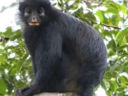 Macaco de lábios alaranjados é reconhecido como nova espécie