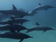 Cientistas alertam para redução da população de golfinhos em Fernando de Noronha