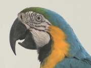Arara resgatada do tráfico reforça alerta contra comércio ilegal de animais