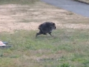 Jimothy: animal estranho viraliza nas redes sociais e desperta curiosidade dos internautas