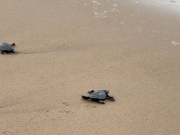 Filhotes de tartaruga nascem e seguem, salvos, para o mar em Jaboatão