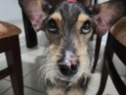 Tutora pede ajuda para custear tratamento de cachorro contra Leishmaniose