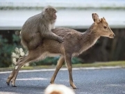 Estudo internacional investiga se macacos podem ‘adotar’ outros animais