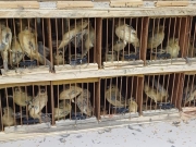 PRF resgata 584 animais silvestres transportados em caminhonete em Iati