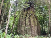 Lula cria quatro reservas sustent&aacute;veis no Amazonas e amplia parque no Piau&iacute;