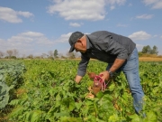 Produção agrícola brasileira superou R$ 927 bilhões em 2025, revela IBGE